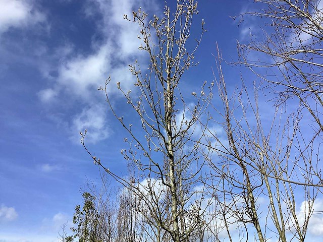 Sierpeer - vormboom - afbeelding 1 van  2