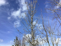 Sierpeer - vormboom - afbeelding 1 van  2