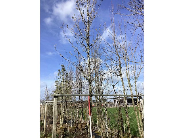 Sierpeer - vormboom - afbeelding 2 van  2