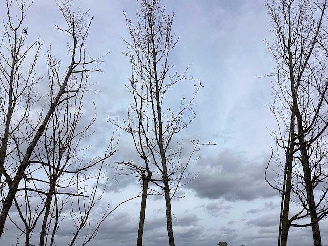 Sierpeer - vormboom - afbeelding 1 van  2