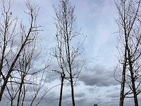 Sierpeer - vormboom - afbeelding 1 van  2