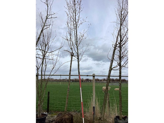 Sierpeer - vormboom - afbeelding 2 van  2