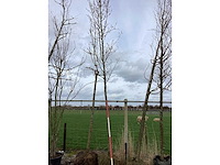 Sierpeer - vormboom - afbeelding 2 van  2