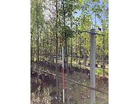 Sierpeer - vormboom - afbeelding 2 van  3
