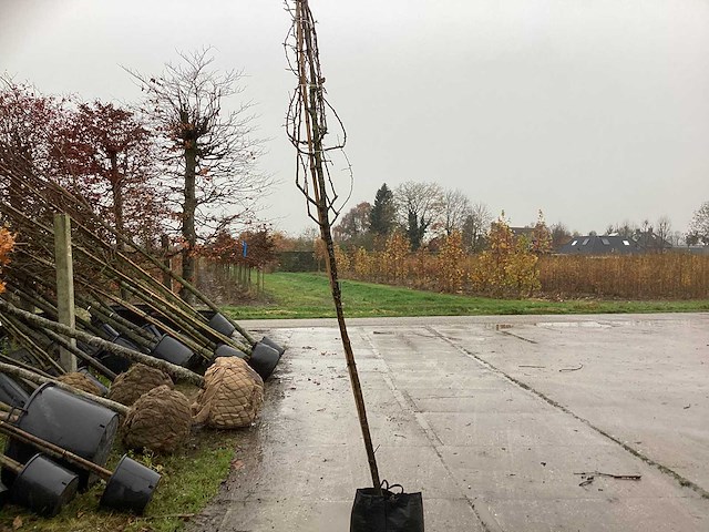 Sierpeer - vrucht- / fruitboom - afbeelding 1 van  3