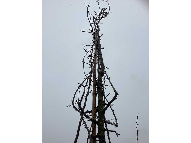 Sierpeer - vrucht- / fruitboom - afbeelding 2 van  3