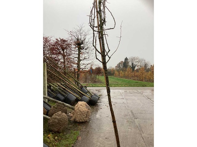 Sierpeer - vrucht- / fruitboom - afbeelding 3 van  3