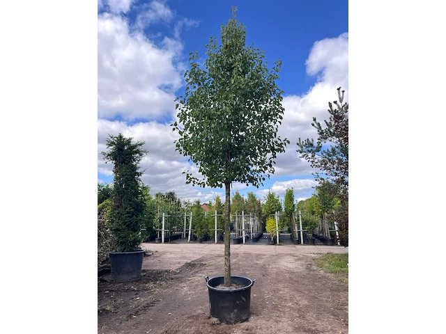 Sierpeer, pyrus 'chanticleer', bloesemboom, witte bloesem, ca. 5-6 m hoog - afbeelding 1 van  2