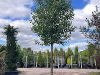 Sierpeer, pyrus 'chanticleer', bloesemboom, witte bloesem, ca. 5-6 m hoog