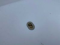 Siesta box tuinstoel (4x) - afbeelding 7 van  15