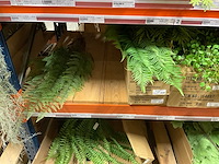 Silka en art kunsttakken - afbeelding 3 van  18