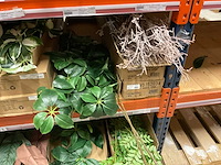 Silka en art kunsttakken - afbeelding 6 van  18