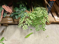 Silka en art kunsttakken - afbeelding 7 van  18