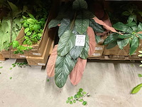 Silka en art kunsttakken - afbeelding 8 van  18