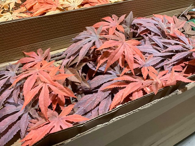 Silka kunstbloemen - afbeelding 7 van  9