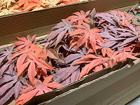 Silka kunstbloemen - afbeelding 7 van  9