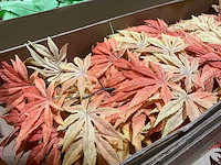 Silka kunstbloemen - afbeelding 8 van  9