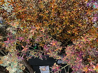 Silka kunstbloemen - afbeelding 4 van  7