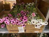 Silke en art kunstbloemen - afbeelding 9 van  9