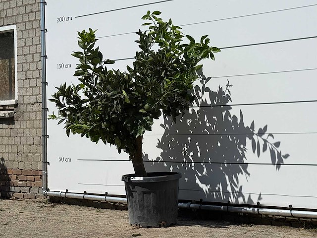 Sinaasappelboom - citrus sinensis - hoogte ca. 170 cm - afbeelding 1 van  2