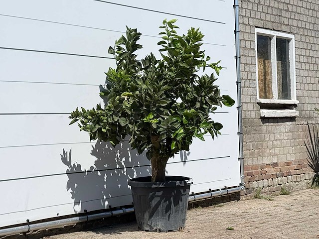 Sinaasappelboom - citrus sinensis - hoogte ca. 170 cm - afbeelding 2 van  2