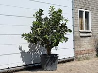 Sinaasappelboom - citrus sinensis - hoogte ca. 170 cm - afbeelding 2 van  2