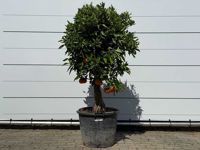 Sinaasappelboom - citrus sinensis - hoogte ca. 180 cm - afbeelding 1 van  4