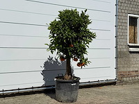 Sinaasappelboom - citrus sinensis - hoogte ca. 180 cm - afbeelding 2 van  4