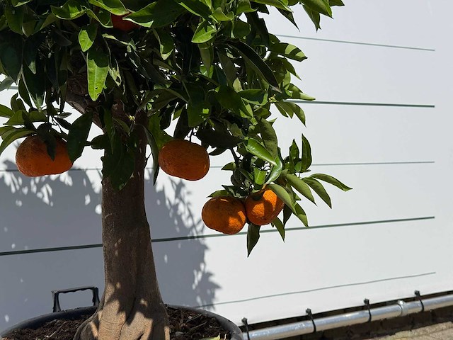 Sinaasappelboom - citrus sinensis - hoogte ca. 180 cm - afbeelding 3 van  4
