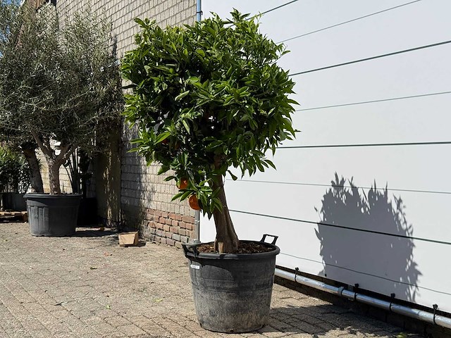 Sinaasappelboom - citrus sinensis - hoogte ca. 180 cm - afbeelding 4 van  4