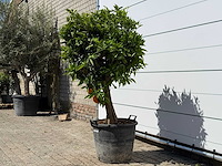 Sinaasappelboom - citrus sinensis - hoogte ca. 180 cm - afbeelding 4 van  4