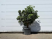 Sinaasappelboom - citrus sinensis - hoogte ca. 180 cm - afbeelding 1 van  3
