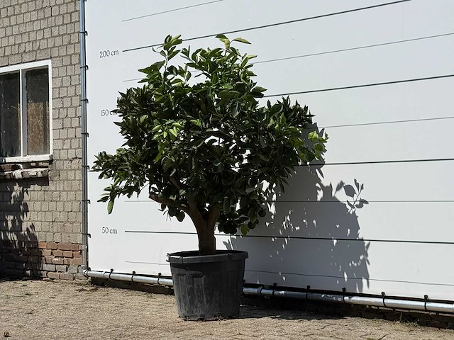 Sinaasappelboom - citrus sinensis - hoogte ca. 180 cm - afbeelding 2 van  3