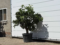 Sinaasappelboom - citrus sinensis - hoogte ca. 180 cm - afbeelding 2 van  3