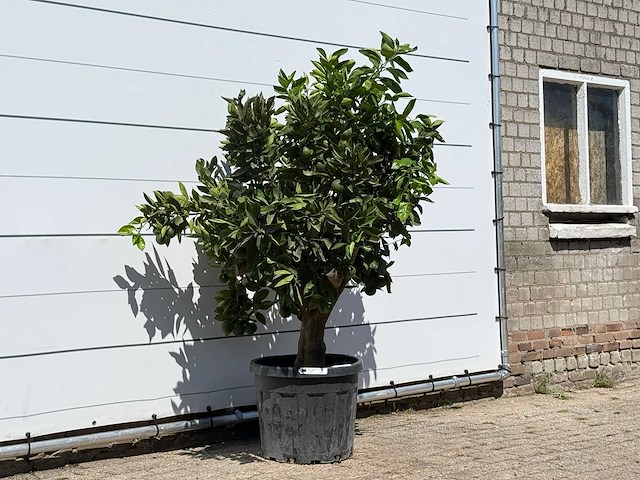 Sinaasappelboom - citrus sinensis - hoogte ca. 180 cm - afbeelding 3 van  3