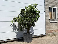 Sinaasappelboom - citrus sinensis - hoogte ca. 180 cm - afbeelding 3 van  3