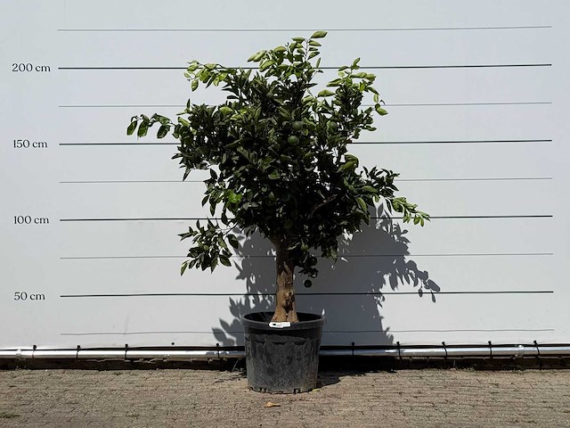 Sinaasappelboom - citrus sinensis - hoogte ca. 200 cm - afbeelding 1 van  3