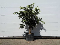 Sinaasappelboom - citrus sinensis - hoogte ca. 200 cm - afbeelding 1 van  3