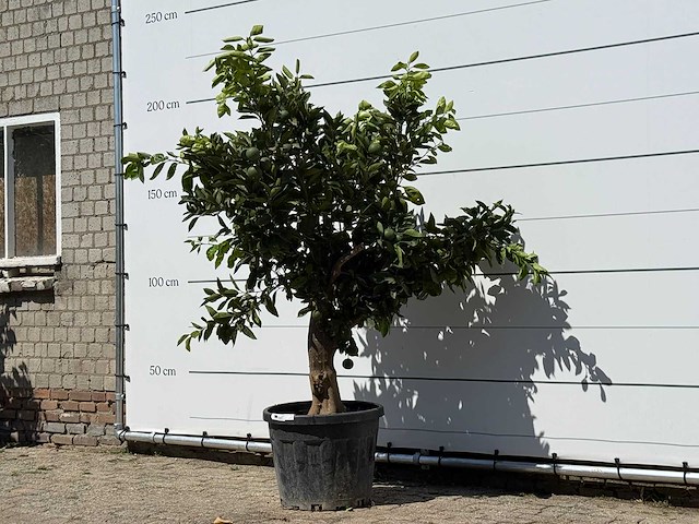 Sinaasappelboom - citrus sinensis - hoogte ca. 200 cm - afbeelding 2 van  3