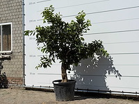 Sinaasappelboom - citrus sinensis - hoogte ca. 200 cm - afbeelding 2 van  3