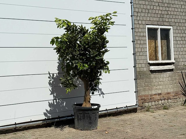 Sinaasappelboom - citrus sinensis - hoogte ca. 200 cm - afbeelding 3 van  3