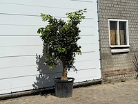 Sinaasappelboom - citrus sinensis - hoogte ca. 200 cm - afbeelding 3 van  3
