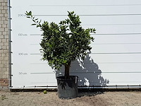 Sinaasappelboom - citrus sinensis - hoogte ca. 200 cm - afbeelding 1 van  3