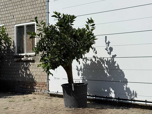 Sinaasappelboom - citrus sinensis - hoogte ca. 200 cm - afbeelding 2 van  3