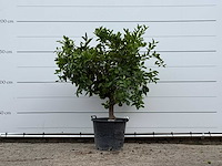 Sinaasappelboom - citrus sinensis - hoogte ca. 200 cm - afbeelding 1 van  4