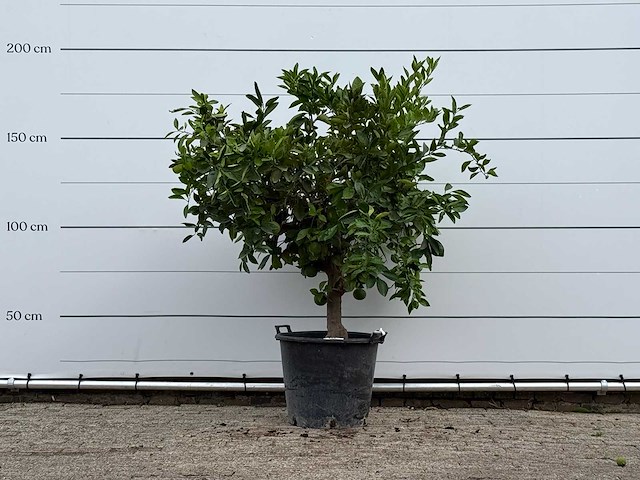 Sinaasappelboom - citrus sinensis - hoogte ca. 200 cm - afbeelding 2 van  4