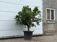 Sinaasappelboom - citrus sinensis - hoogte ca. 200 cm - afbeelding 4 van  4