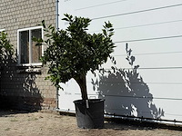 Sinaasappelboom - citrus sinensis - hoogte ca. 200 cm - afbeelding 2 van  3
