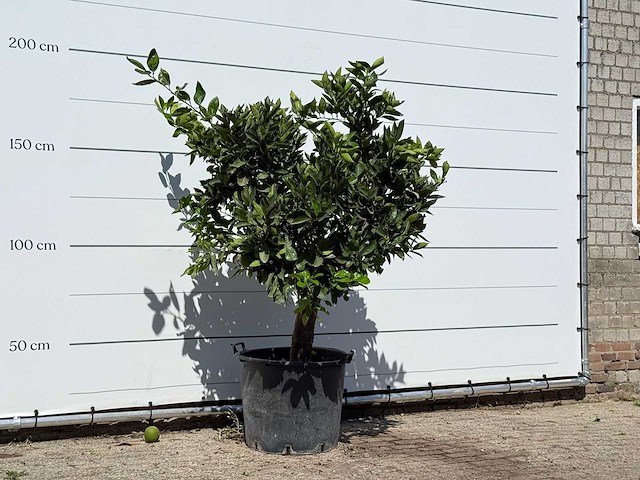 Sinaasappelboom - citrus sinensis - hoogte ca. 200 cm - afbeelding 3 van  3