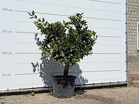 Sinaasappelboom - citrus sinensis - hoogte ca. 200 cm - afbeelding 3 van  3